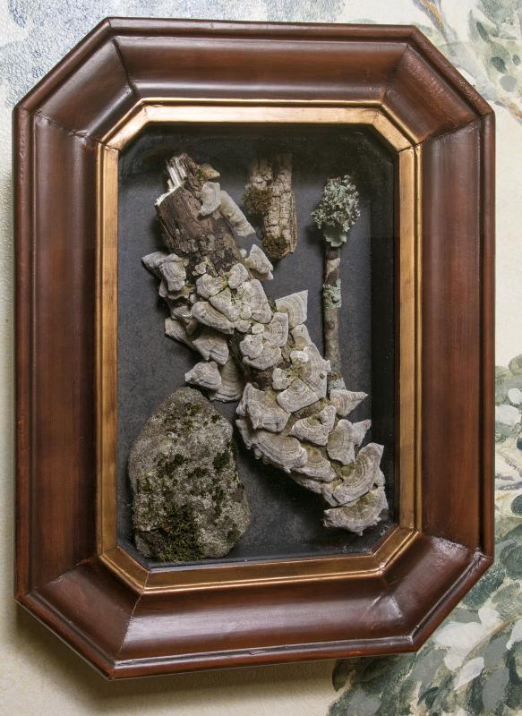 Shadow Box - Lichen & Moss